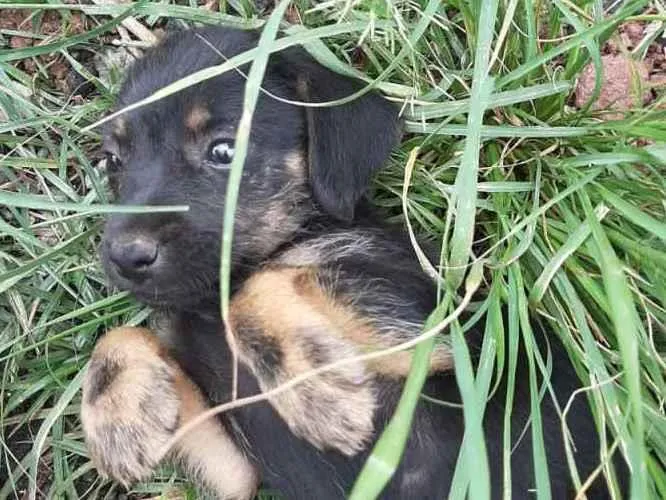 Cachorro ra a SRD-ViraLata idade 2 a 6 meses nome sem nome