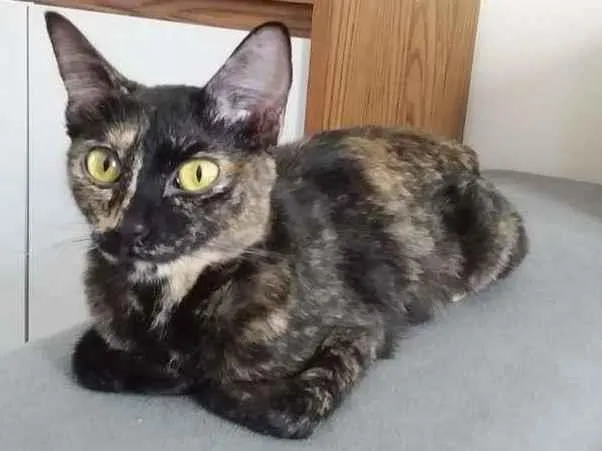 Gato raça SRD-ViraLata idade 7 a 11 meses nome Syrena