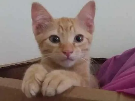 Gato raça SRD-ViraLata idade 2 a 6 meses nome Anamaria 