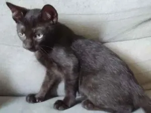 Gato raça SRD-ViraLata idade 2 a 6 meses nome Jack Sparrow
