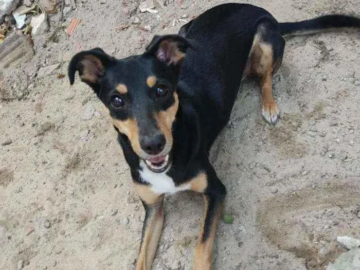 Cachorro ra a Indefina idade 2 anos nome Tupi