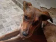 Zafira