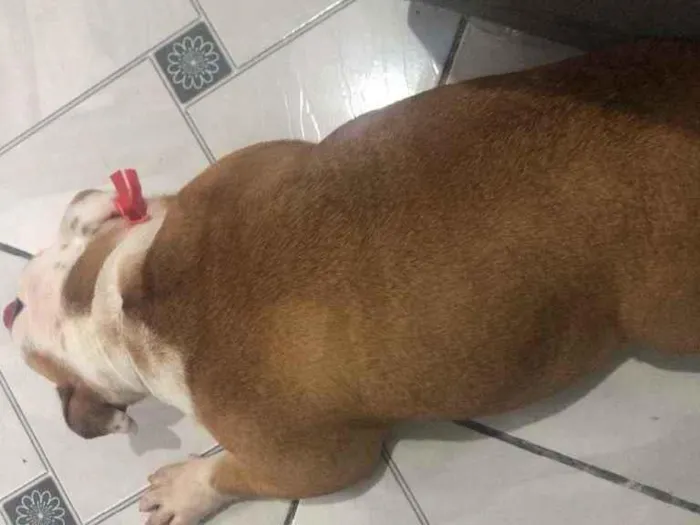 Cachorro ra a Bulldog Inglês  idade 2 anos nome Kiara