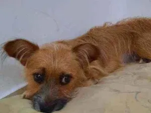 Cachorro raça Vira lata idade 1 ano nome Bisteca