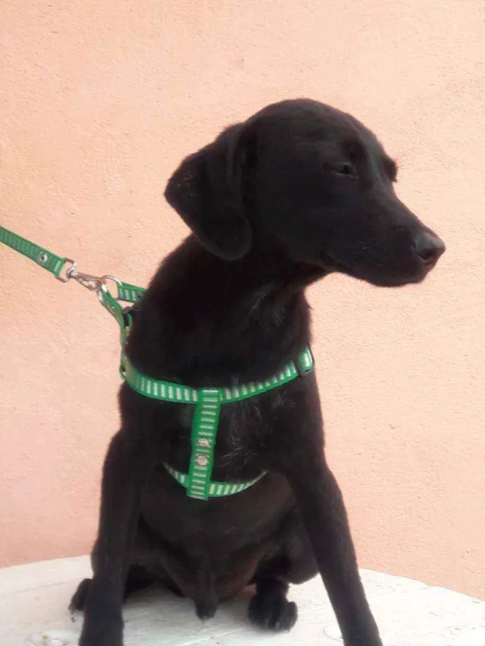 Cachorro raça Srd idade 2 a 6 meses nome Neguinho