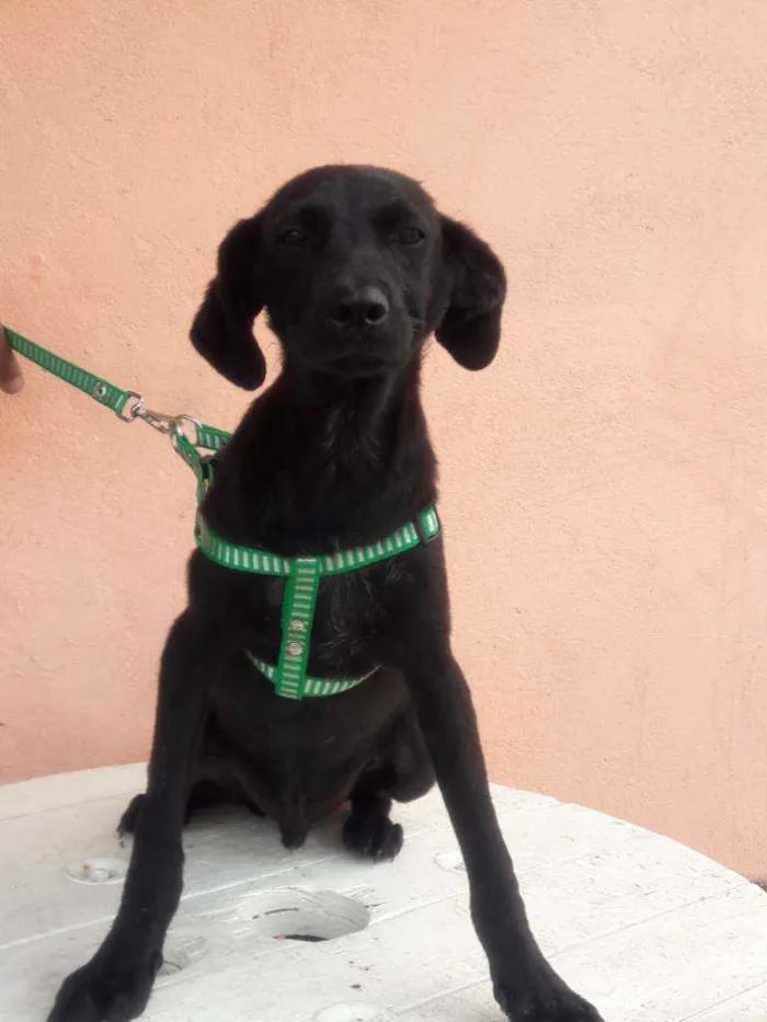 Cachorro raça Srd idade 2 a 6 meses nome Neguinho