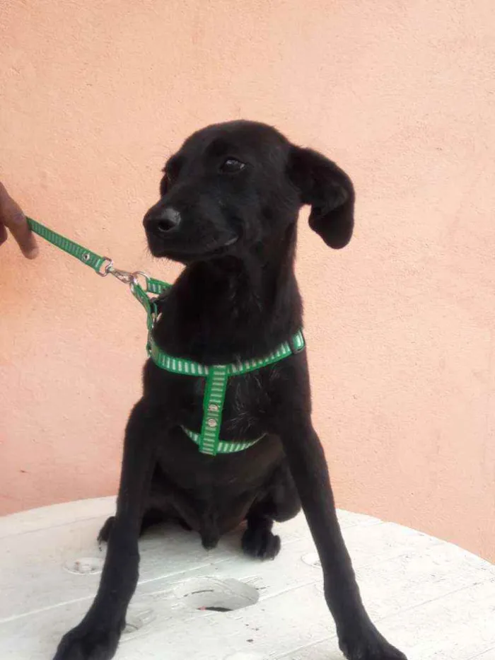 Cachorro raça Srd idade 2 a 6 meses nome Neguinho
