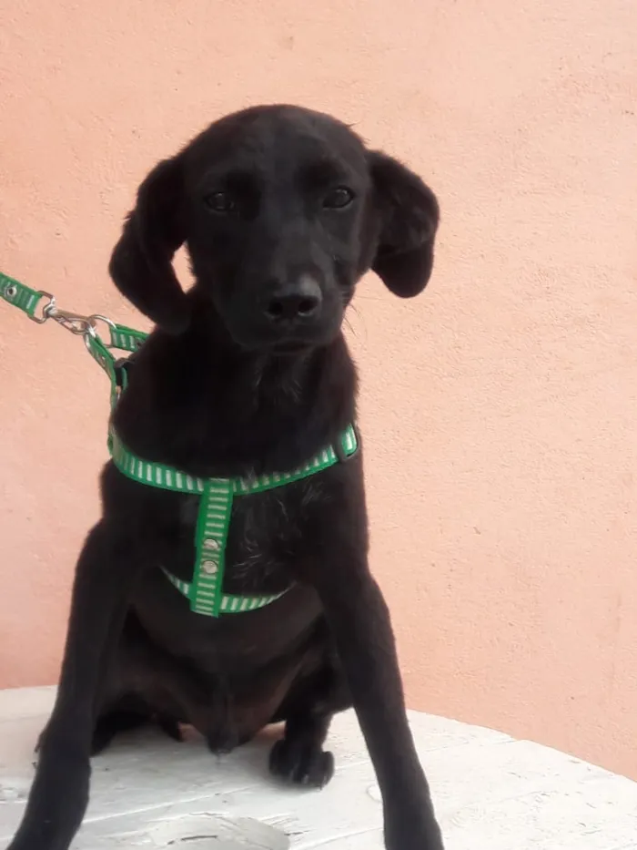 Cachorro raça Srd idade 2 a 6 meses nome Neguinho