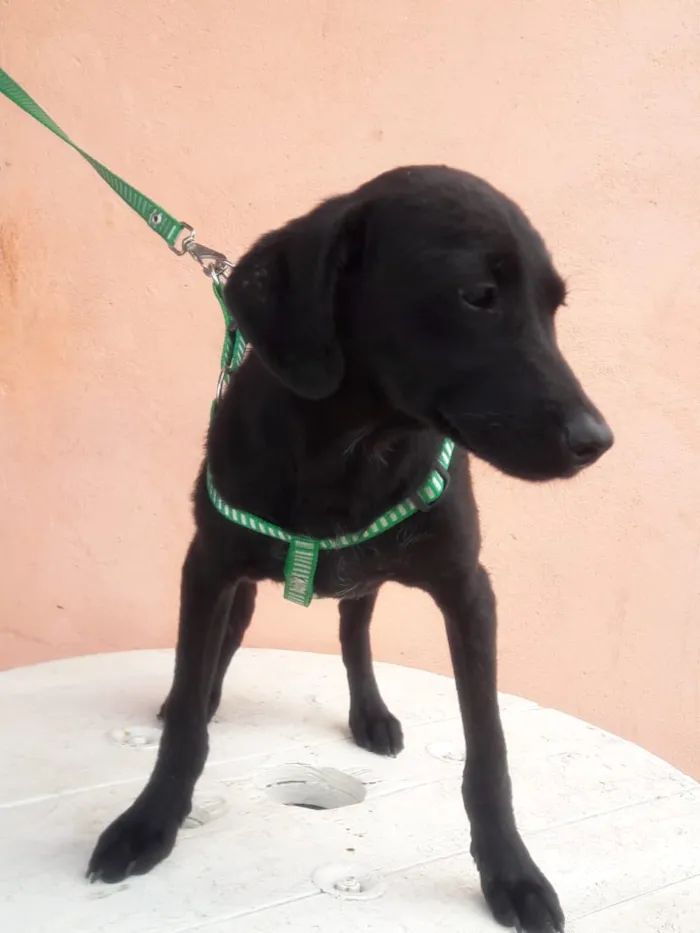 Cachorro raça Srd idade 2 a 6 meses nome Neguinho