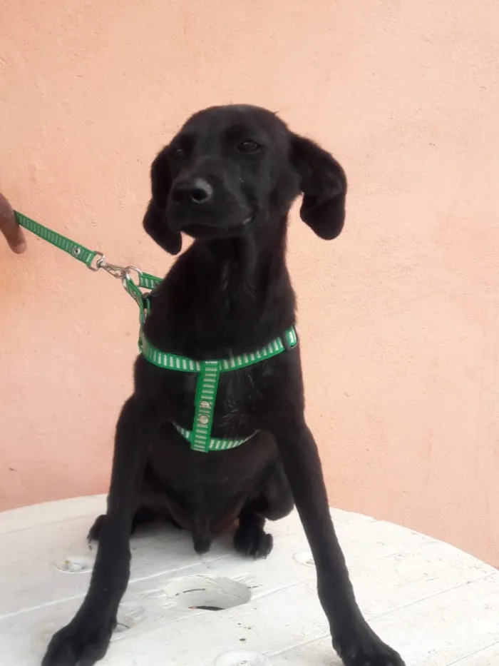 Cachorro raça Srd idade 2 a 6 meses nome Neguinho