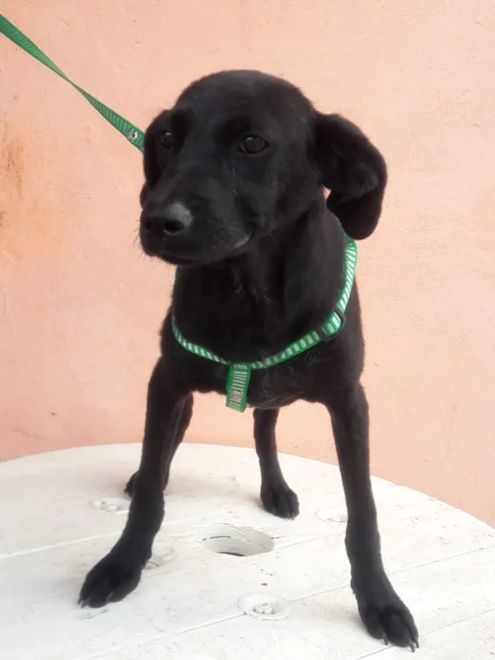 Cachorro raça Srd idade 2 a 6 meses nome Neguinho