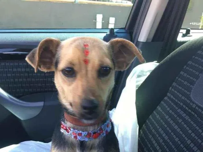Cachorro ra a SRD-ViraLata idade 1 ano nome Rani