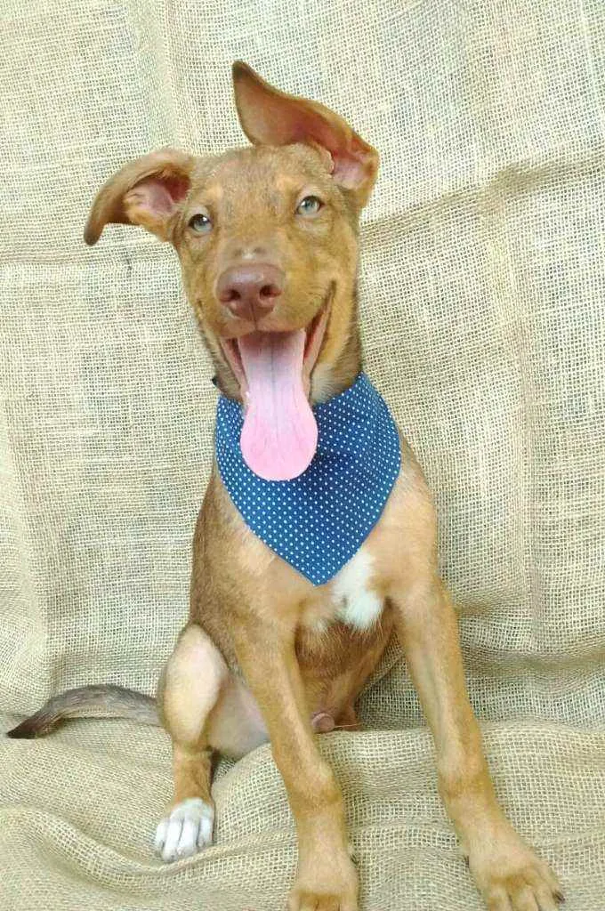 Cachorro raça  idade 2 a 6 meses nome Luke (filhote)