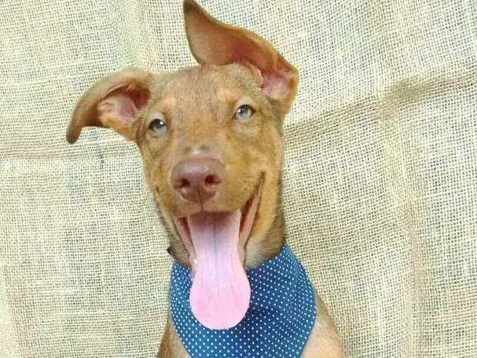 Cachorro raça  idade 2 a 6 meses nome Luke (filhote)