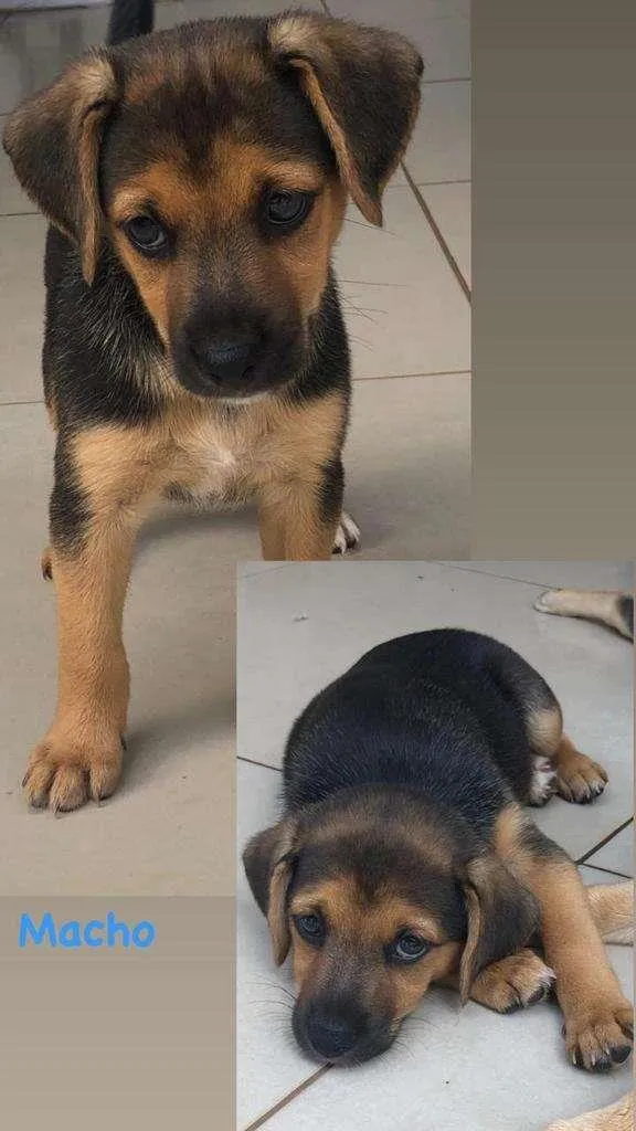 Cachorro ra a SRD-ViraLata idade 2 a 6 meses nome Pingo