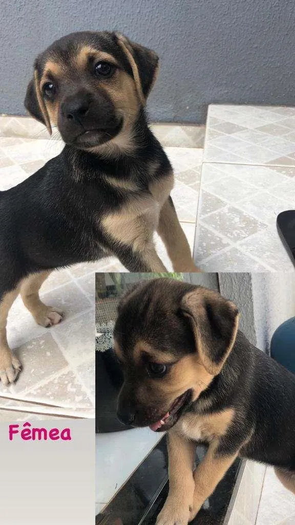 Cachorro ra a SRD-ViraLata idade 2 a 6 meses nome Maia