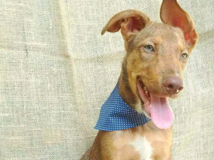 Cachorro raça  idade 2 a 6 meses nome Luke (filhote)