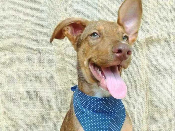 Cachorro raça  idade 2 a 6 meses nome Luke (filhote)