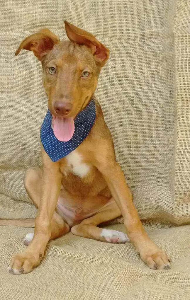 Cachorro raça  idade 2 a 6 meses nome Luke (filhote)