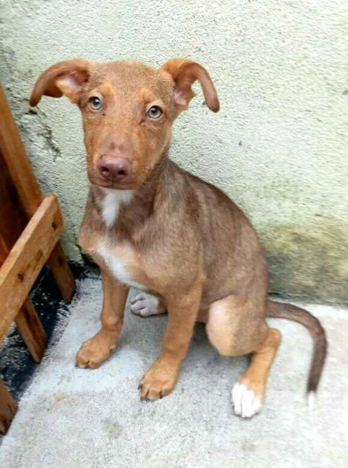 Cachorro raça  idade 2 a 6 meses nome Luke (filhote)