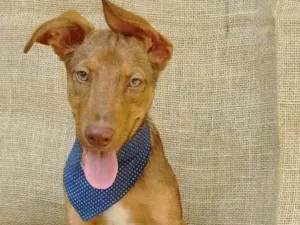 Cachorro raça  idade 2 a 6 meses nome Luke (filhote)