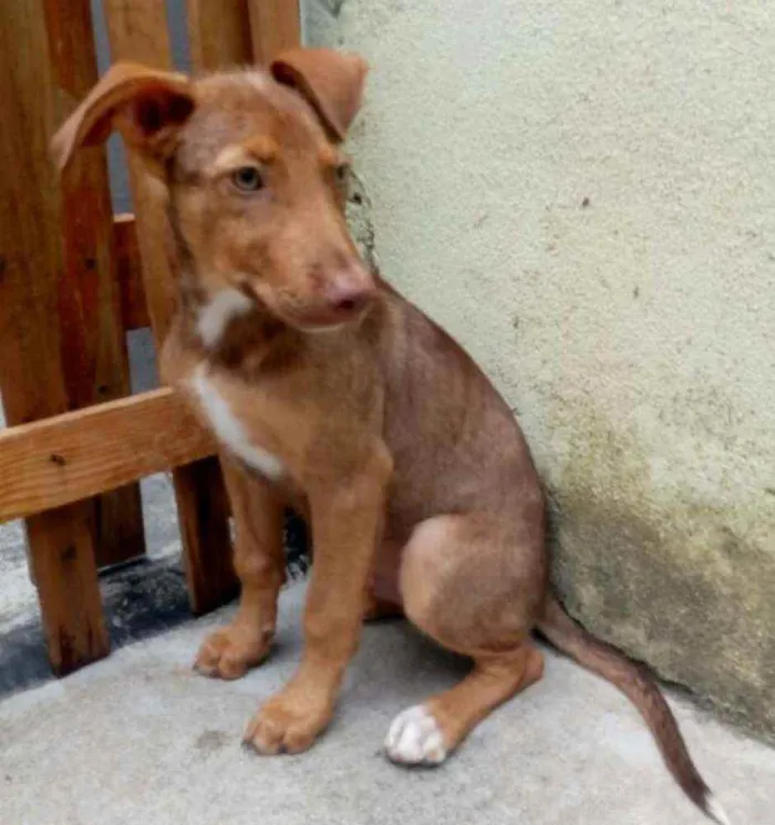 Cachorro raça  idade 2 a 6 meses nome Luke (filhote)