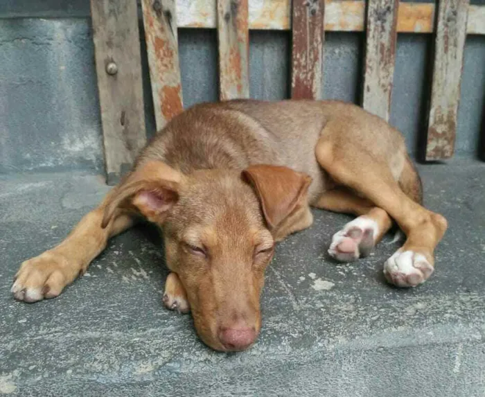 Cachorro raça  idade 2 a 6 meses nome Luke (filhote)