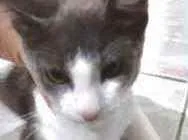 Gato raça Srd  idade 2 a 6 meses nome Kim bb blue e branca