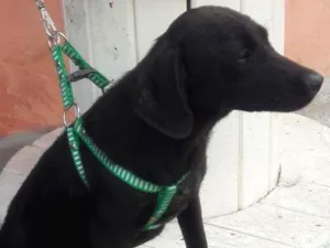 Cachorro raça Srd idade 2 a 6 meses nome Neguinho