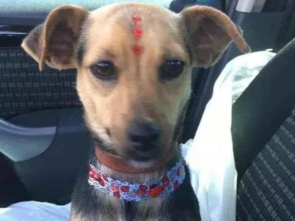 Cachorro ra a SRD-ViraLata idade 1 ano nome Rani