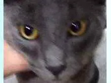 Gato raça Cinza blue  idade 2 a 6 meses nome Luna Linda BB cinza 