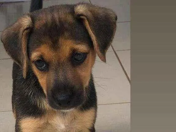 Cachorro ra a SRD-ViraLata idade 2 a 6 meses nome Pingo