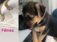 Maia