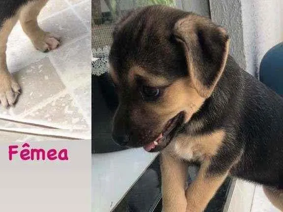 Cachorro ra a SRD-ViraLata idade 2 a 6 meses nome Maia