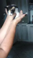 Gatinhos