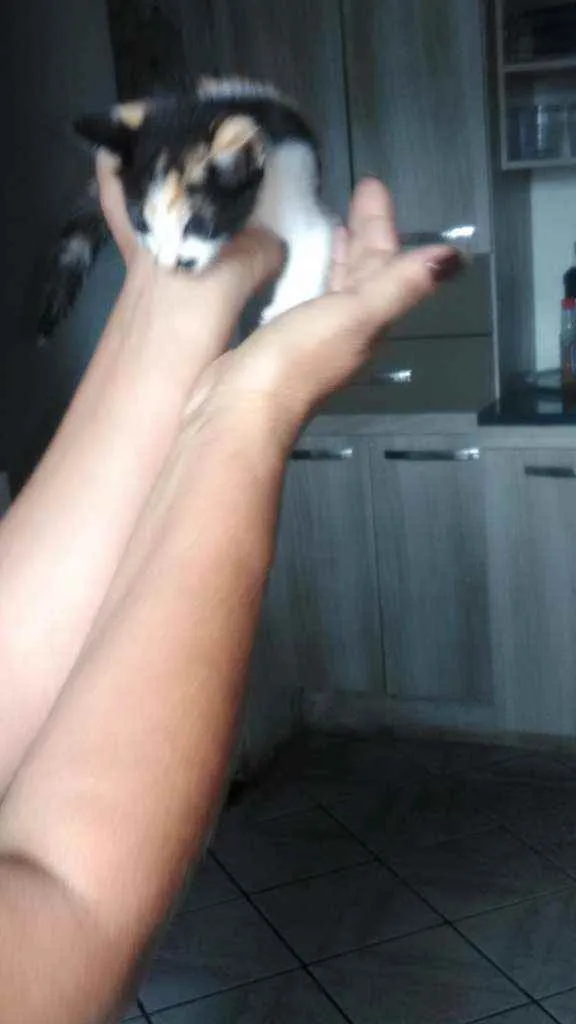 Gato ra a Mistura de himalaio idade Abaixo de 2 meses nome Gatinhos