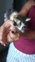 Gatinhos