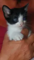 Gatinhos