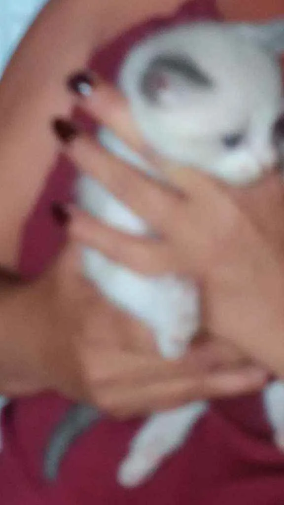 Gato ra a Mistura de himalaio idade Abaixo de 2 meses nome Gatinhos