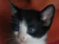 Gatinhos