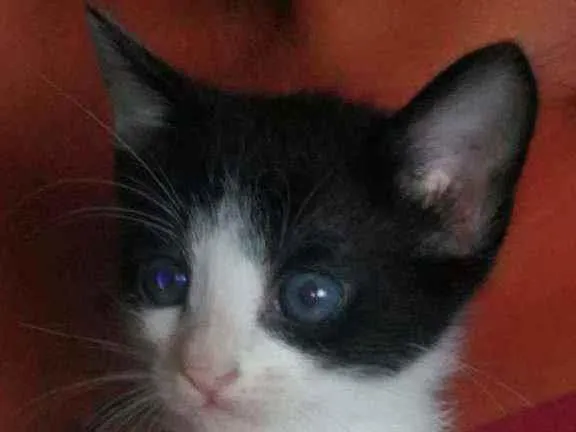 Gato ra a Mistura de himalaio idade Abaixo de 2 meses nome Gatinhos