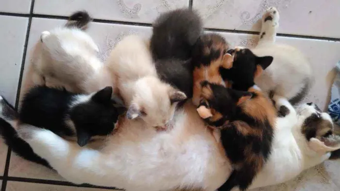 Gato ra a Mistura de himalaio idade Abaixo de 2 meses nome Gatinhos