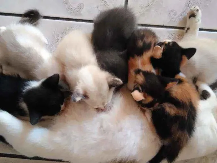 Gato ra a Mistura de himalaio idade Abaixo de 2 meses nome Gatinhos