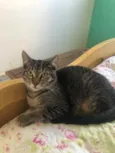 Gato raça Srd idade 2 a 6 meses nome Babi