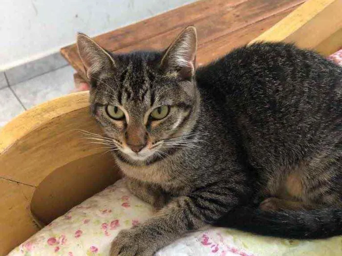 Gato raça Srd idade 2 a 6 meses nome Babi