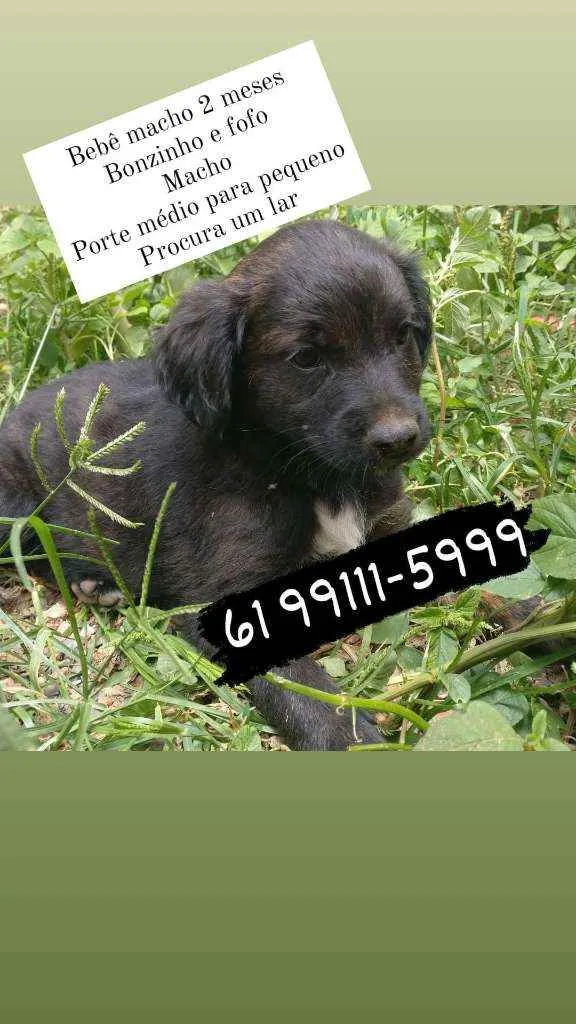 Cachorro ra a SRD idade 2 a 6 meses nome Calminho