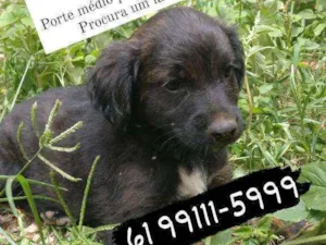 Cachorro raça SRD idade 2 a 6 meses nome Calminho