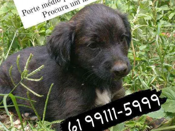 Cachorro ra a SRD idade 2 a 6 meses nome Calminho