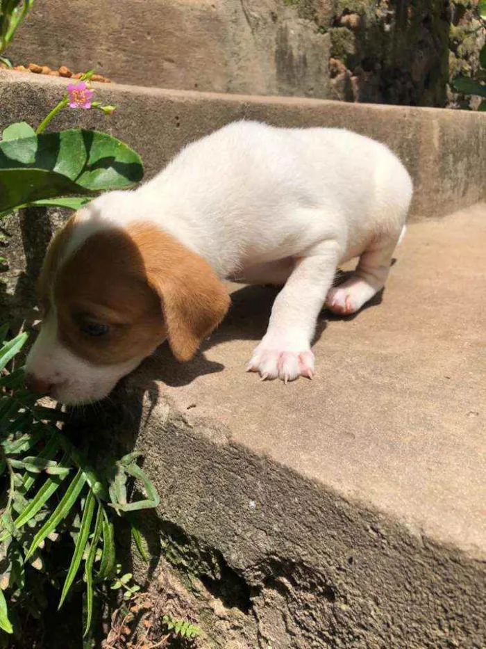 Cachorro raça  idade Abaixo de 2 meses nome Isis 