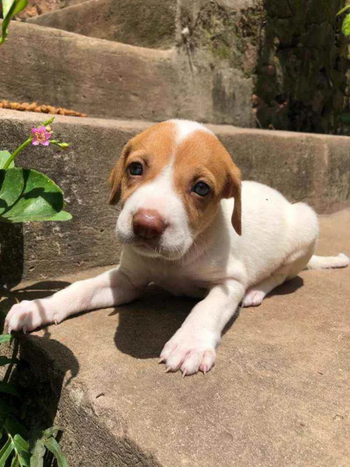Cachorro raça  idade Abaixo de 2 meses nome Isis 